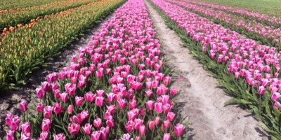 Nederlands Kustpad 2 Groet-Callantsoog Bollenvelden.JPG