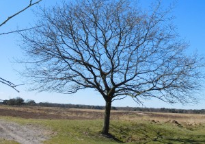 #rondjelopen tussen de weilanden met Henk Pots.jpg