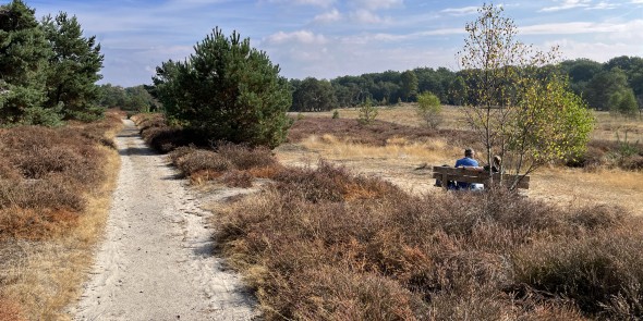 Heide en bos, voor het ecoduct over de A50 © Ernst Koningsveld.jpg