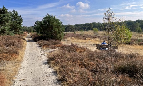 Heide en bos, voor het ecoduct over de A50 © Ernst Koningsveld.jpg