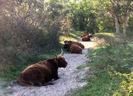 Schotse hooglanders in de duinen