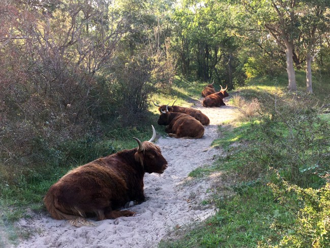 In de duinen van Oostvoorne © Ernst Koningsveld