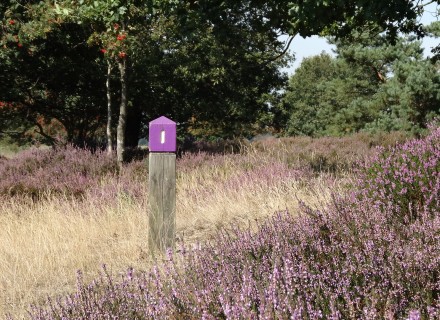 Paars paaltje van het Drentse Landschap