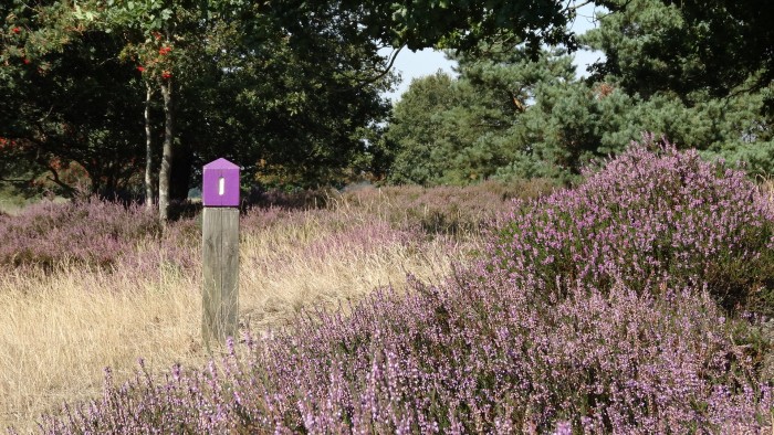 Paars paaltje © Het Drentse Landschap