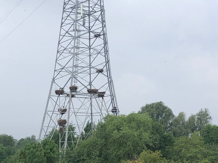 ooievaarsnesten in hoogspanningsmast