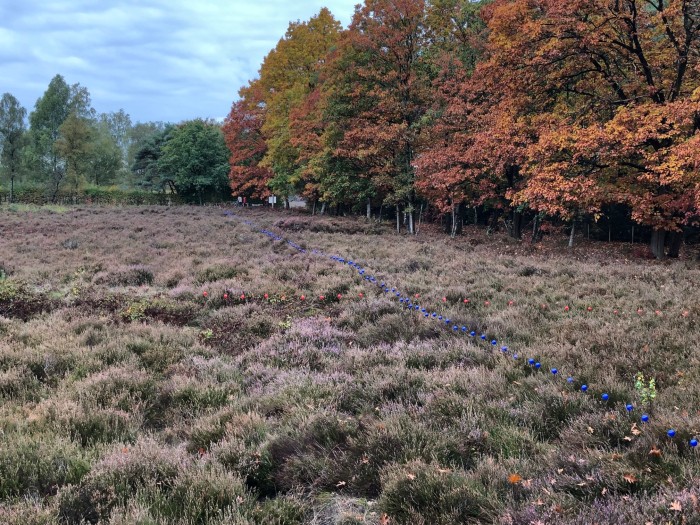 Celtic fields
