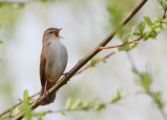 Cetti’s zanger