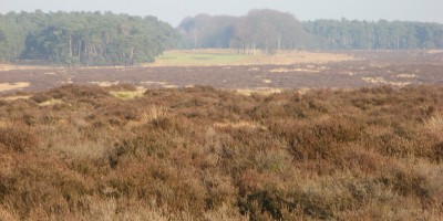 Veluwe_zwerfpad_etappe_13.jpg