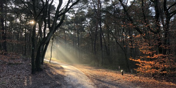 Herfstzon.jpeg