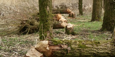 knaagsporren bever Archief Biesbosch MuseumEiland.JPG