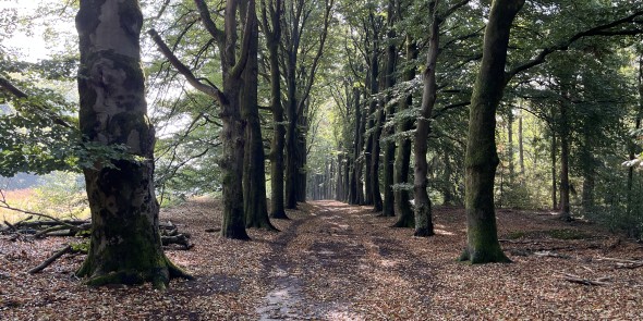 Het bos ten oosten van station Wolfheze © Ernst Koningsveld.jpg