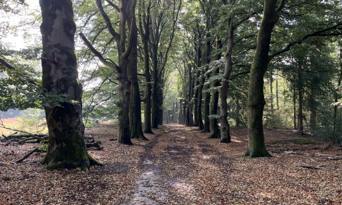 Het bos ten oosten van station Wolfheze © Ernst Koningsveld.jpg