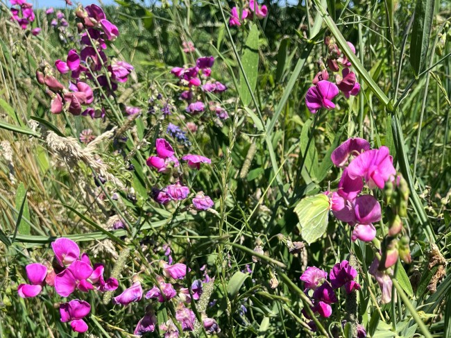 Citroenvlinder op Lathyrus © Ernst Koningsveld