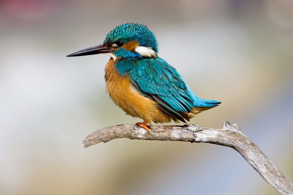 IJsvogel