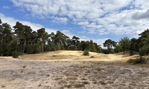 Zandduinen Kampina.jpeg