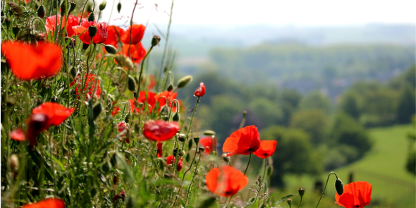 Klaprozen Zuid-Limburg header.png