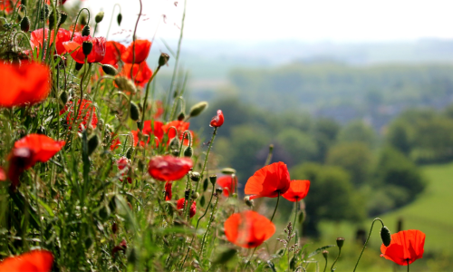 Klaprozen Zuid-Limburg header.png