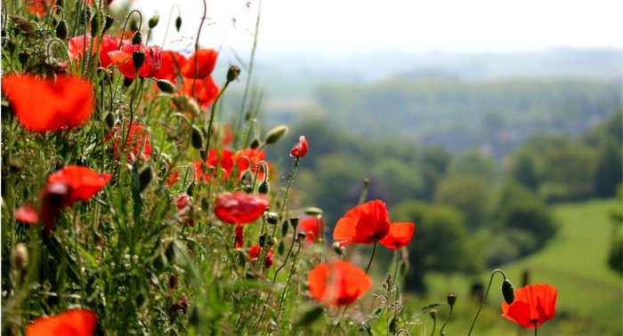 Klaprozen Zuid-Limburg header