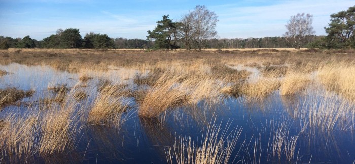 Buurserzand