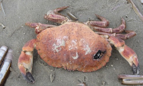 Krab_op_strand_2.JPG