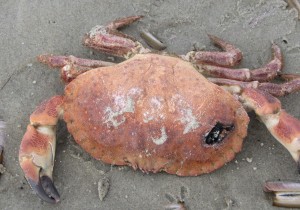 Krab_op_strand_2.JPG