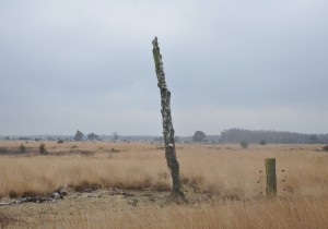 Stabrechtse Heide.JPG