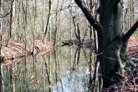 Onverhard Duinreservaat 2