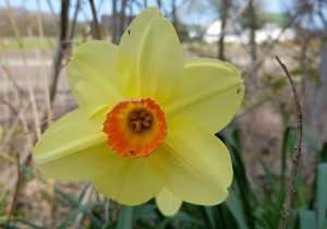 Narcis Bollenstreek.jpg
