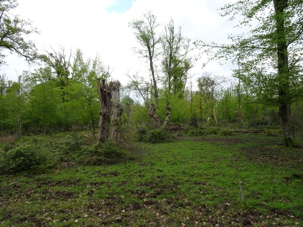 Schneidel- und Hütewald