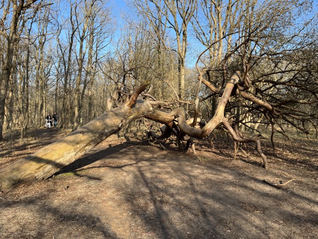 Aan de rand van de duinen bij Santpoort 2 © Ernst Koningsveld