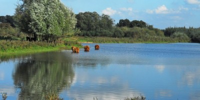 1E KEUZE - Schotse hooglanders bij Olst- in Duursche Waarden-klein.jpg