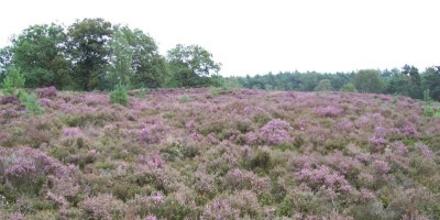 Holterberg.jpg