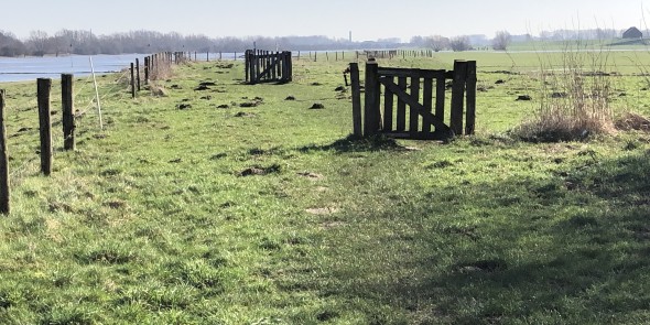 wandelpad uiterwaarden rijn.jpg