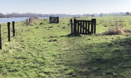 wandelpad uiterwaarden rijn.jpg