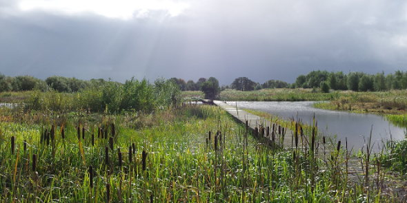 Schitterende Schammer  Utrechts Landschap.png