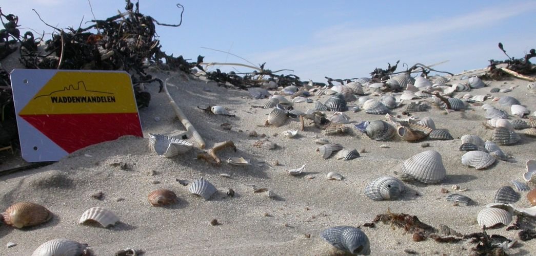 wadden wandelen banner2