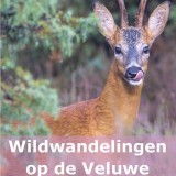 Wildwandelingen op de Veluwe