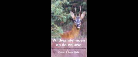 Wildwandelingen op de Veluwe