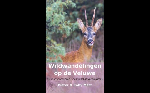 Wildwandelingen op de Veluwe