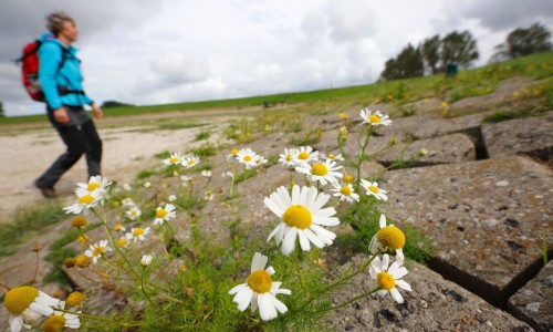 eiland-tholen