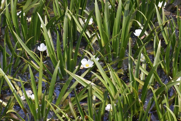 Krabbenscheer, Saxifraga-Peter Meininger