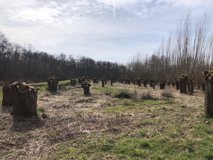 gagelbos geknotte wilgen