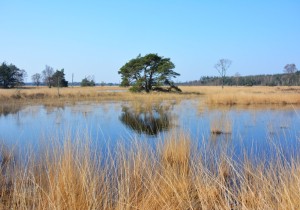 #rondjelopen_Neterselse_Heide Myfootprints Ivonne Calis.jpg