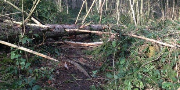 Stormschade_onderste_en_bovenste_bos.jpg