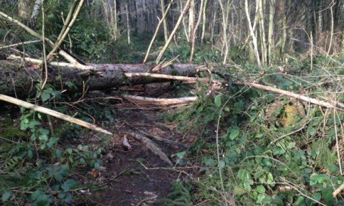 Stormschade_onderste_en_bovenste_bos.jpg