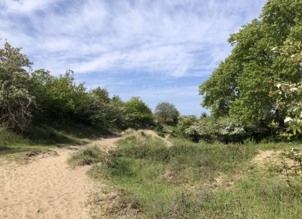 Kennermerduinen © Lea van Someren