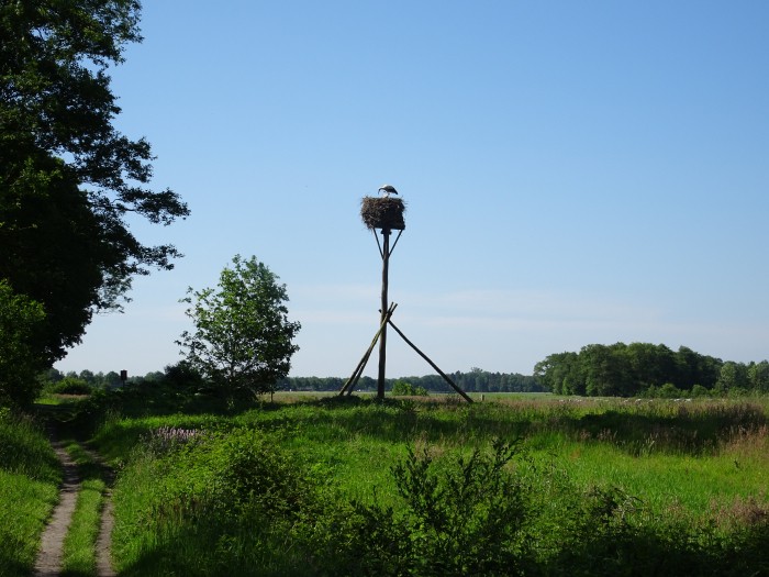 Drentsche Aa ooievaarsnest