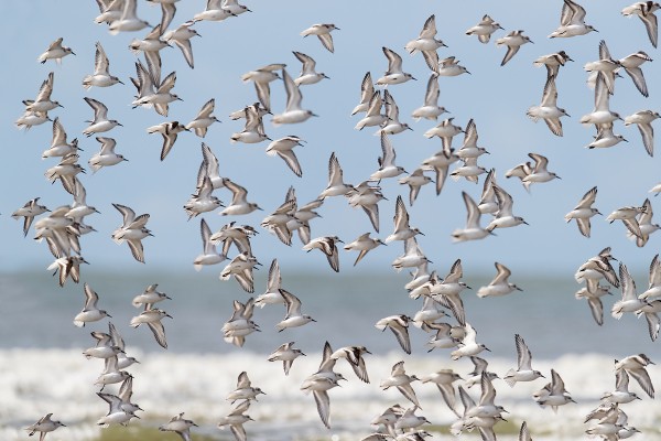 Drieteenstrandlopers op trek
