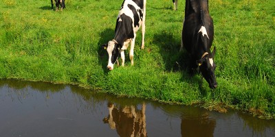 Trekvogelpad Landsmeer-Ransdorp Koeien.jpg