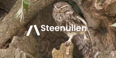 steenuil.JPG